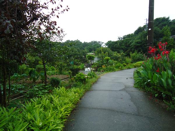売地山林(南知多内海)